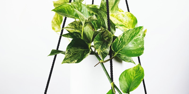 足球世界杯奖杯大力神杯特写照片